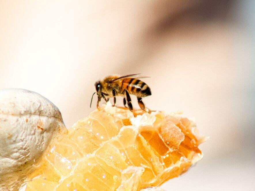 蜂蜜養蜂士とは